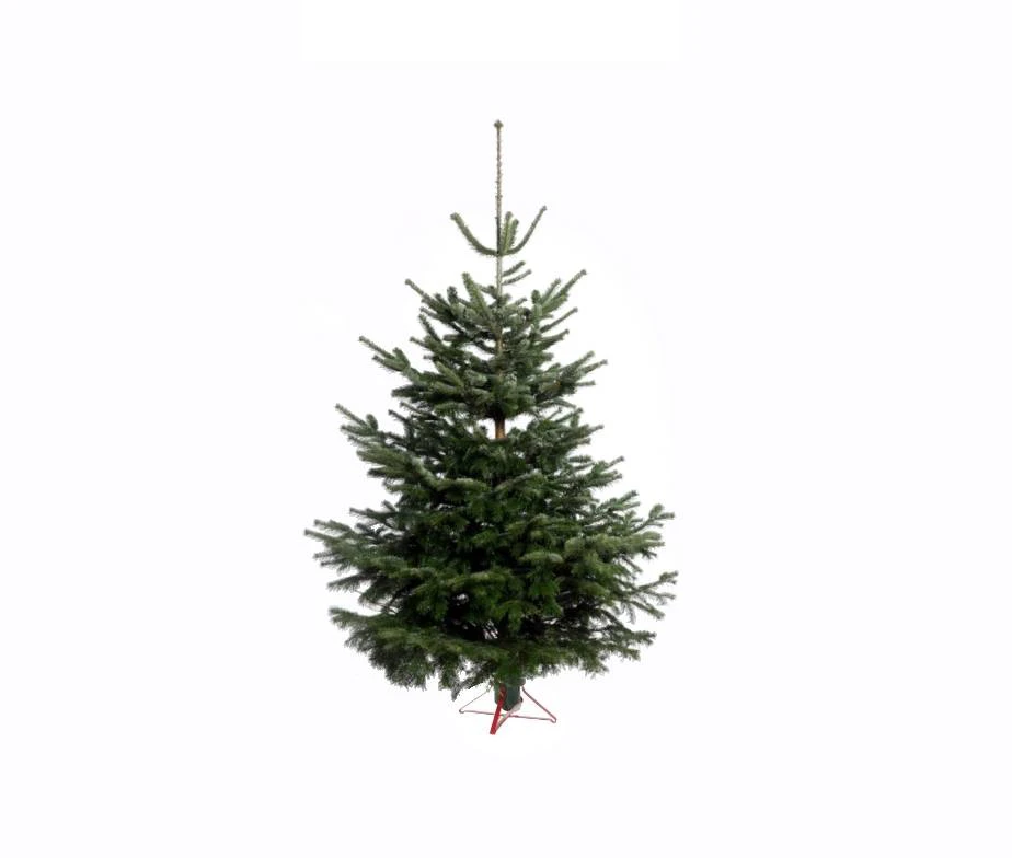 Nordmann egle Premium