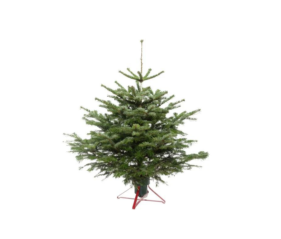 Nordmann egle Standart