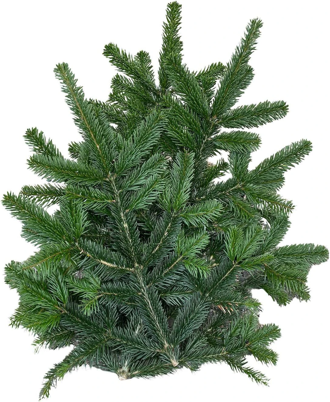 Egļu zari